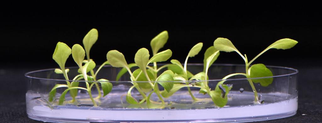 不必光线也能成长 科学家发明黑暗种植技术